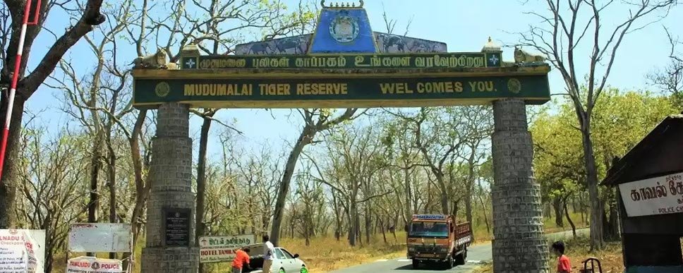 Mudumalai Wildlife Sanctuary Tour